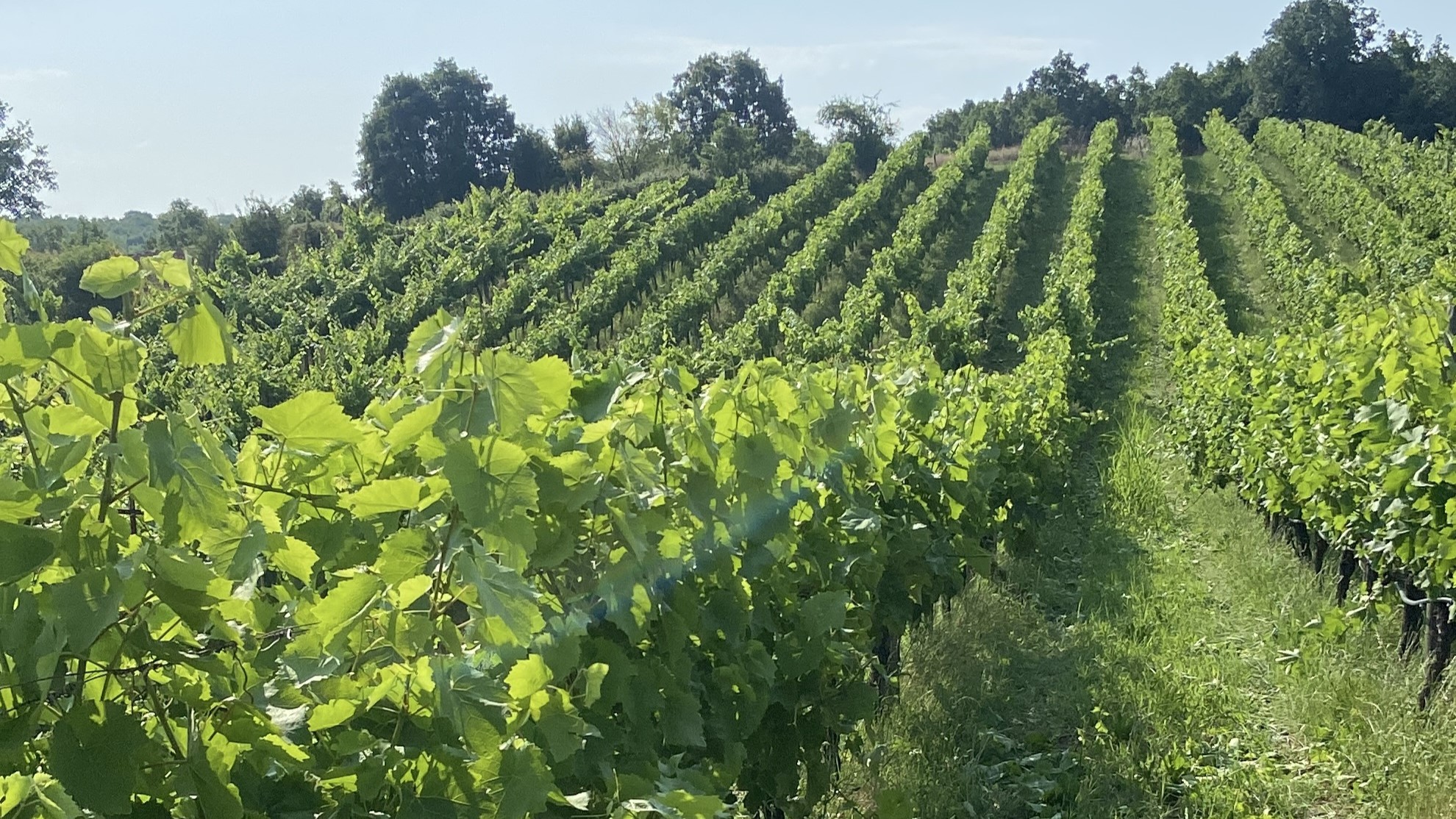 vineyard 9x16